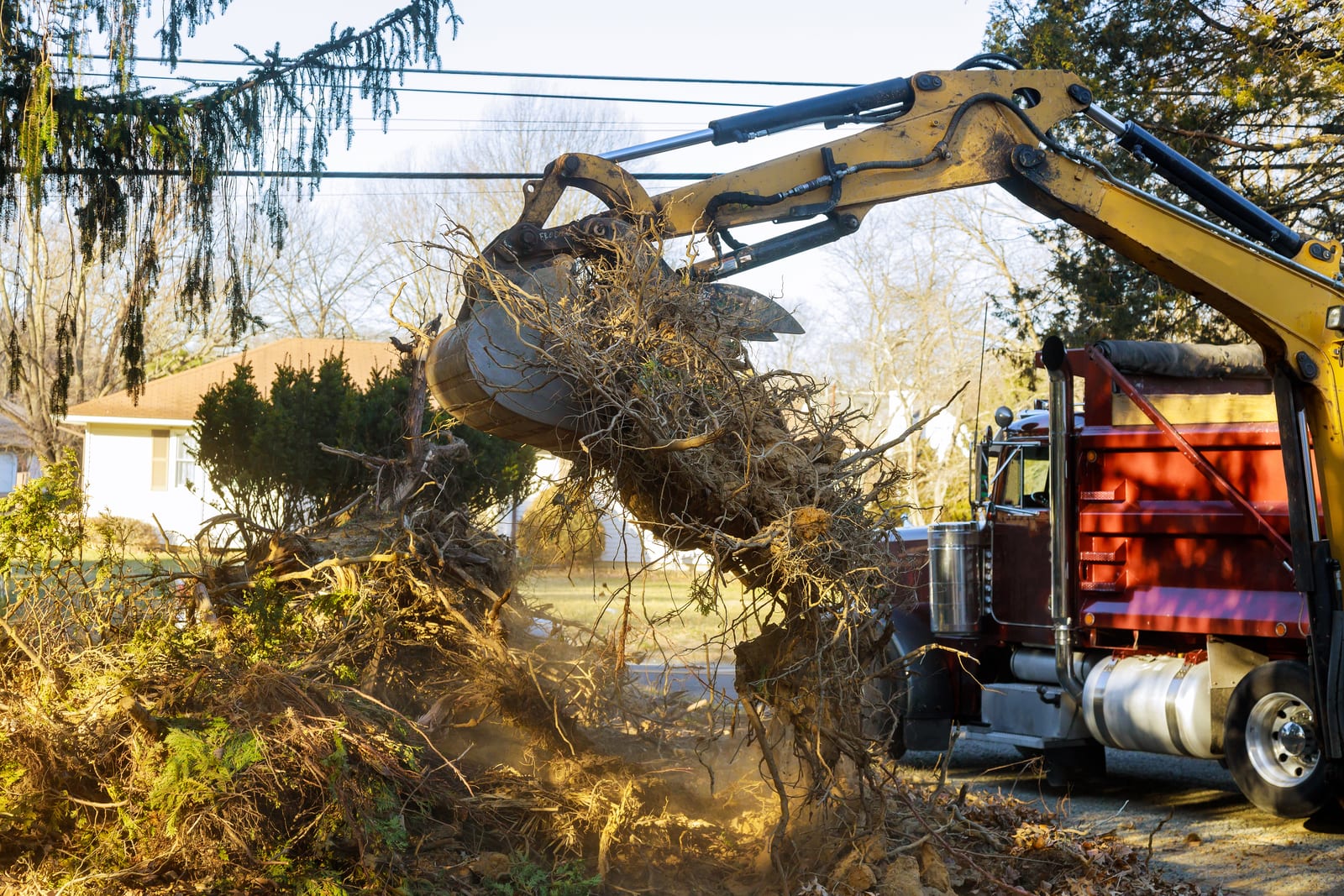 Excavator loading a removed stump and root ball into a dump truck for haul-away after tree removal (stock photo, for illustration only)