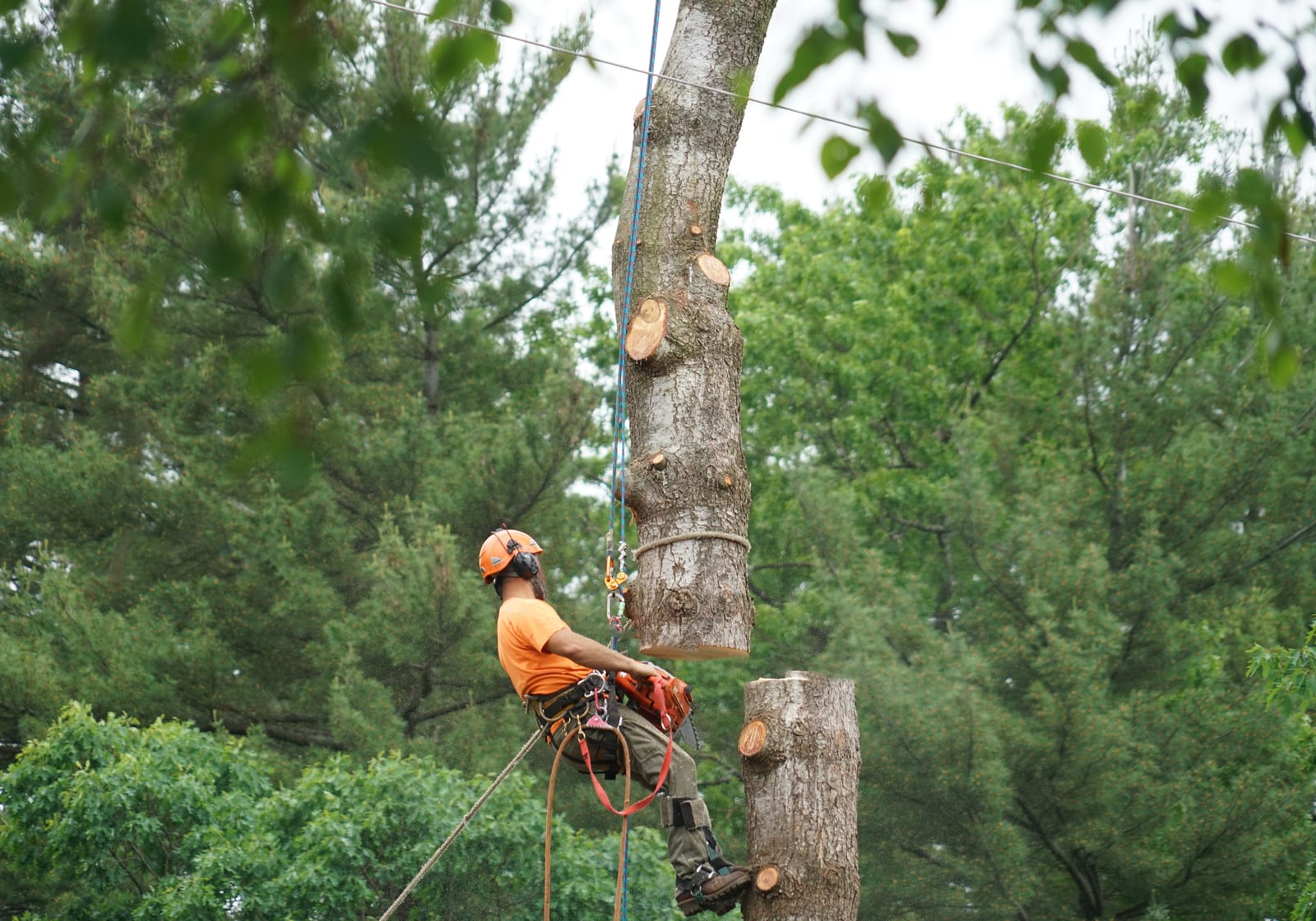 Arborist secured by rope and harness, rigging and cutting sections from a large tree during a removal (stock photo, for illustration only)