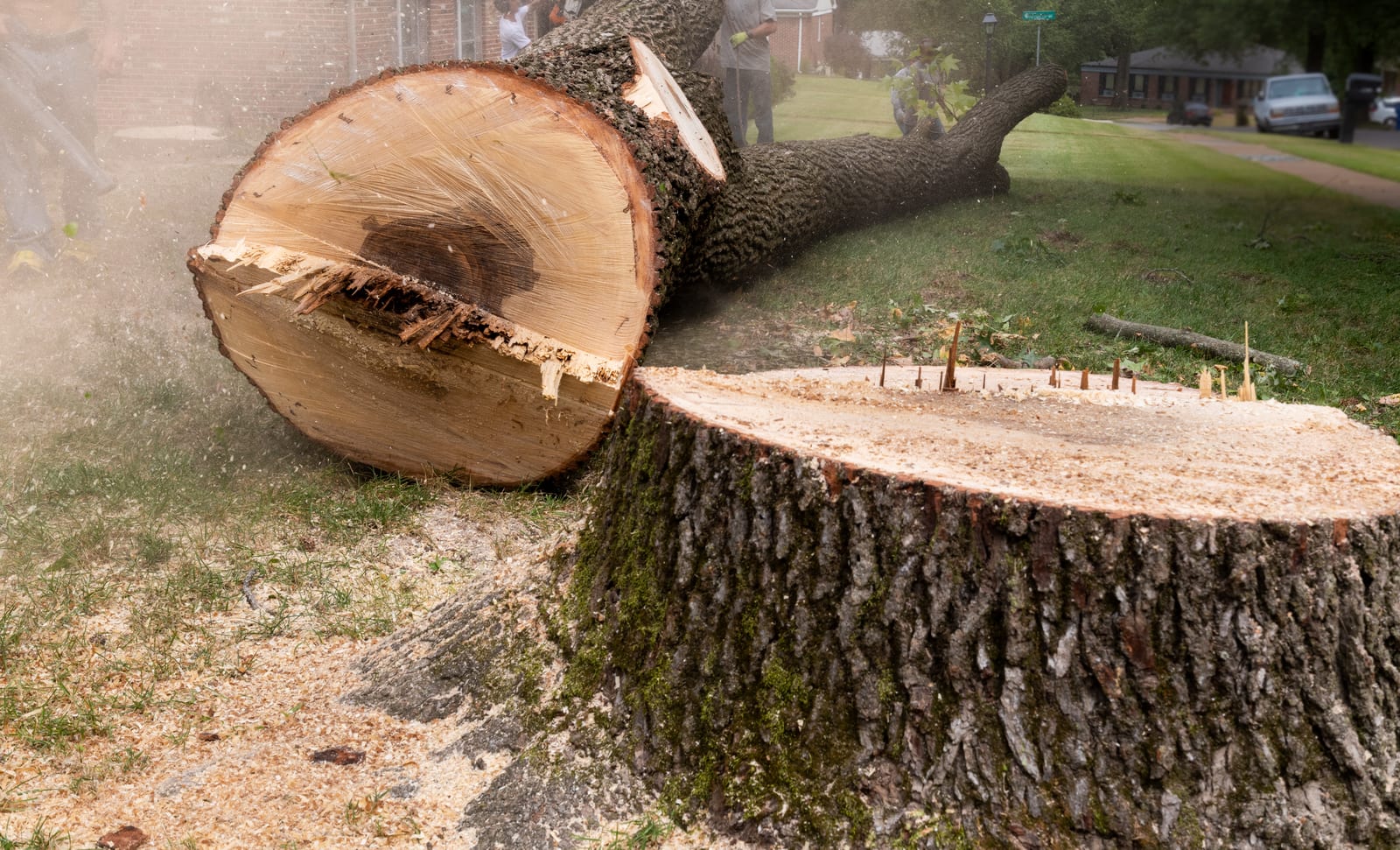 Close-up of a large tree trunk freshly cut into a section, with sawdust in the air during a tree removal (stock photo, for illustration only)
