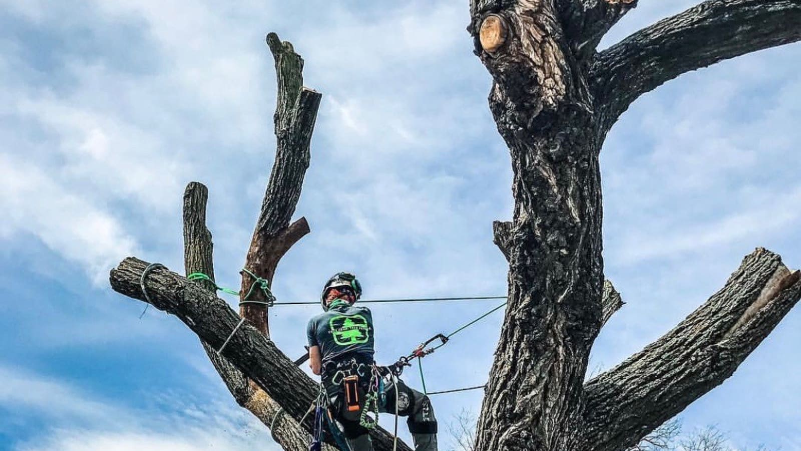 Arborist working in a large tree during a removal job (stock photo; not a completed local project photo)
